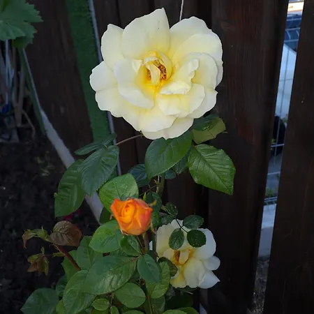 Appartement White Home-apartament Burgas