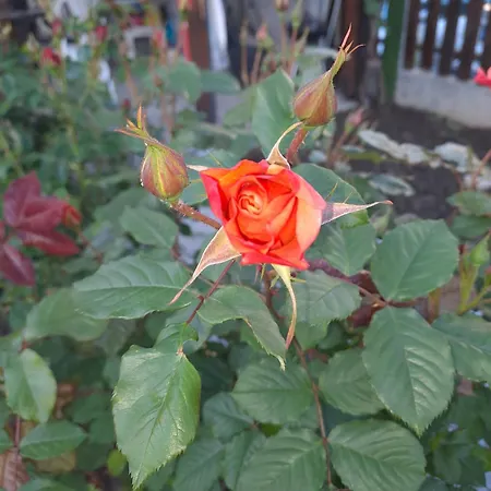 Lejlighed White Home-apartament