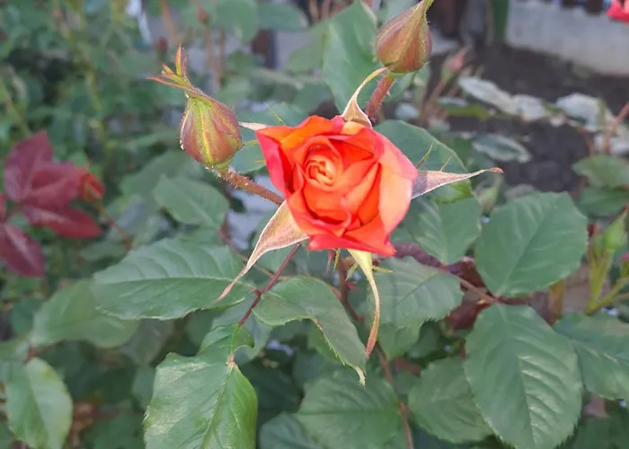 Апартамент White Home-apartament