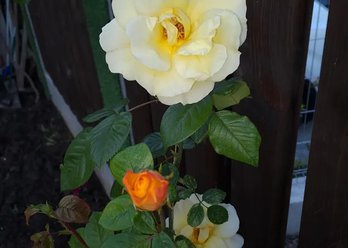 Appartement White Home-apartament Burgas